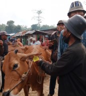 Permudah Pendataan, Ternak di Bangkalan Dipasang Eartag
