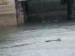 Viral! Video Buaya Berenang di Perairan Gresik, Mau Tahu Lokasinya?