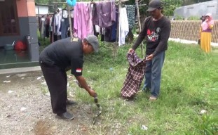 Cerita Penangkapan Ular Weling yang Hendak Serang Warga di Jombang