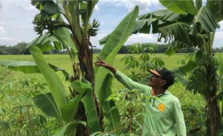 Wow! Pohon Pisang Bertandan 5 di Bojonegoro Hebohkan Warga