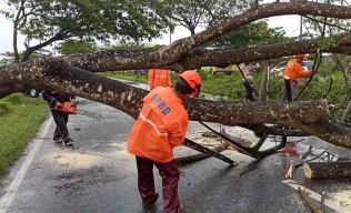 Pohon Tumbang Sempat Tutup Akses Menuju Suramadu, Kemacetan Mengular 2 Kilometer