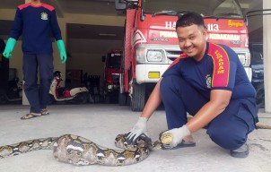 Heboh Ular Sanca Kembang Tepergok Memangsa Ayam Warga di Lamongan
