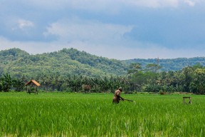 Lahan Produksi Pangan di Tulungagung Susut Ribuan Hektare