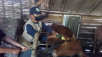 Muncul Penyakit LSD, Lalu Lintas Ternak ke Lamongan Diperketat