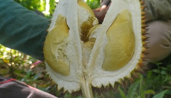 Ayo Serbu, Lur..Durian Wonosalam Jombang Memasuki Puncak Panen