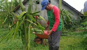 Semringah Petani Buah Naga di Jombang Jelang Perayaan Imlek 2023