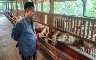 Keren! Peternakan Kambing ala Selandia Baru di Sidoarjo, Bersih Tak Bau Tahi