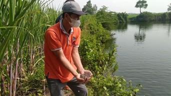 Gunakan Biji Kapuk untuk Pakan Ikan, Pria di Jombang Hasilkan Cuan Puluhan Juta