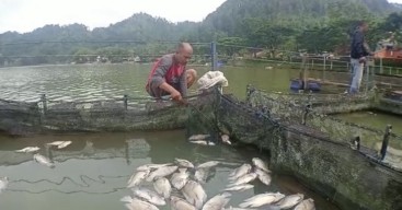 Ikan Tepapar Belerang Bisa Dikonsumsi, Asalkan...