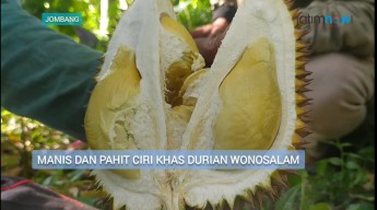 Pahit Manis Cita Rasa Khas Durian Wonosalam