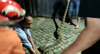 Ngeri, Ular Sanca 6 Meter Masuk Rumah Warga Pasuruan