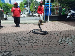 King Kobra dan Kukang Jawa yang Diamankan di Trenggalek Diserahkan ke BKSDA