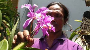 Hobi Dolan di Hutan, Pria Jombang Raup Cuan Budidaya Anggrek Wonosalam