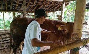 Penyakit LSD Hewan Ternak di Ponorogo Meluas, 49 Ekor Sapi Positif
