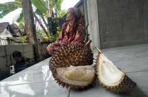 Mengenal Durian Mugit dan Pandan Arum, Varietas asli Bojonegoro