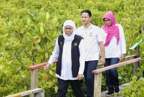 Mengintip Kesiapan Trenggalek Jadi Tuan Rumah Festival Mangrove se Jawa