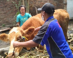 PMK Kembali Merebak, Puluhan Sapi di Jombang Terjangkit