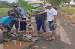 Warga Damarsi Tanam Pohon Pisang di Jalan Penghubung Desa yang Rusak