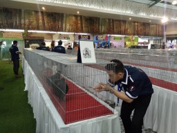 Ratusan Merpati Hias Beradu Kecantikan di Kota Batu
