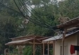 Monyet Liar Serbu Desa Nepa Sampang, Rumah Warga Diacak-acak