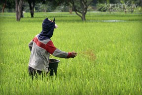Pupuk Subsidi Terbatas, Ini Penjelasan Kadis Pertanian Gresik