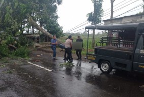 Bapak di Kediri Tewas Tertimpa Pohon Tumbang, Anaknya Terluka
