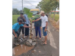 Jalan Rusak Bikin Kesal Warga Sidoarjo: Tanami Pisang, Ditambal Sendiri