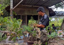 Wow! ASN Bojonegoro Sanggup Jual Bonsai Mini ke Malaysia, Ini Kisahnya
