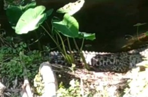 Tiga Ekor Buaya Muncul di Sungai Janti Kediri, Warga Resah