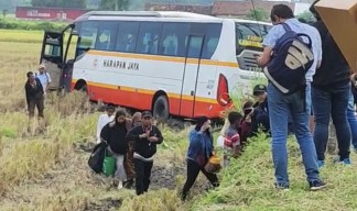 Sopir Banting Setir Hindari Bagong, Bus Harapan Jaya Masuk Sawah di Kediri