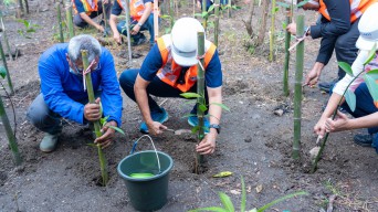 Cara TPS Jaga Ekosistem Pesisir Pantai, Budidaya Mangrove
