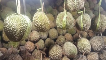 Viral Durian Mentah Wisata Cheng Hoo Pandaan, Pedagang: Kami Siap Mengganti
