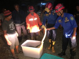 King Kobra Masuk Rumah, Warga Trenggalek Kaget Penyebabnya