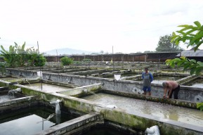 Wow! Produksi Meningkat, Mas Dhito Bakal Gelar Kontes Lele Gede-gedean