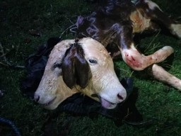 Viral Sapi Berkepala Dua Lahir di Malang