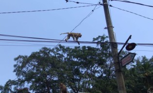 Puluhan Ekor Monyet Wisata Mendit Malang Resahkan Warga
