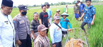Petani Banyuwangi Ditemukan Tewas Tergeletak di Areal Persawahan