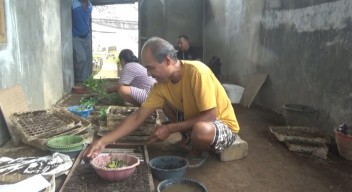 Pembibit Cabai Rawit Banjir Pesanan, Cuaca Ekstrem Landa Banyuwangi