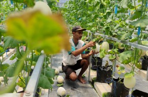 Gagal Jadi Bos Kafe, Pria Banyuwangi Sukses jadi Petani Melon Milenial