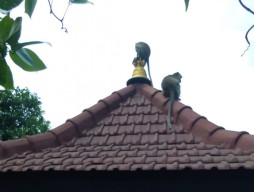Disparbud Kabupaten Malang Tindaklanjuti Teror Monyet di Wisata Wendit