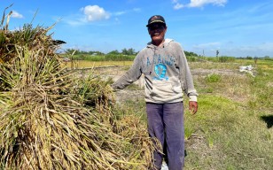 Jelang Panen Raya Harga Gabah di Jombang Anjlok