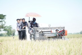 14.781 Hektare Padi di Kabupaten Kediri Siap Dipanen Maret ini