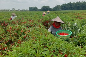 Berkah Ramadan, Petani Bunga Pacar Air di Jombang Nikmati Panen
