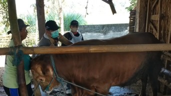 4 Kecamatan di Kabupaten Blitar Ditemukan Kasus LSD Baru, Apa Itu?