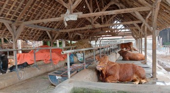 Ratusan Ekor Sapi di Jombang Terjangkit LSD, Paling Banyak Utara Sungai Brantas
