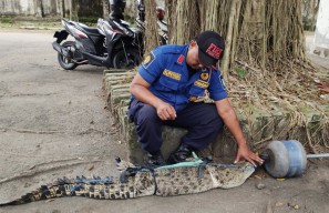 BBKSDA Sebut Buaya Muara di Sungai Janti Kediri Milik Warga, Sengaja Dilepas?