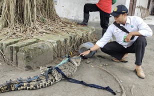 Buaya Muara Boleh Dipelihara asal Berizin, BBKSDA: Jangan Seneng Pas Lucunya Saja