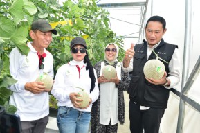 Melon Hidroponik Lamongan Incar Pasar Ekspor