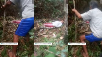 Cek Fakta: Wanita Tewas Dimangsa Ular Piton di Kebun Kopi Satak Kediri