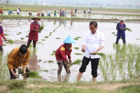 Tanam Padi di Tuban, Presiden Jokowi Dorong Petani Gunakan Pupuk Organik